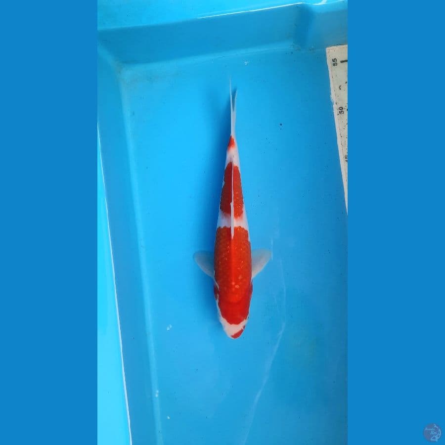 Kohaku 23cm