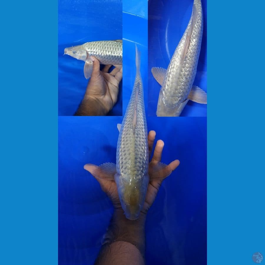 SORAGOI GINDRIN BERPUNUK 40CM JANTAN BODY JUMBO