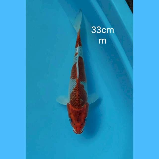 Kujaku 33cm