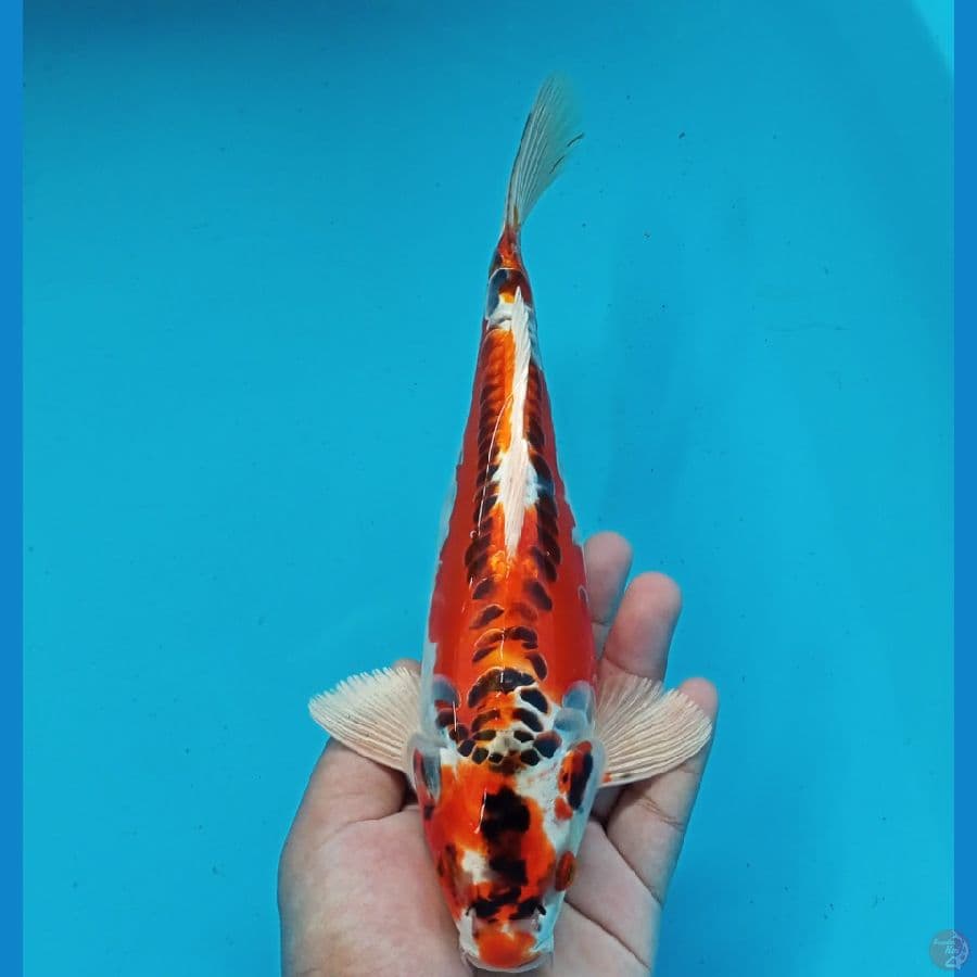 KUJAKU DOITSU 27CM