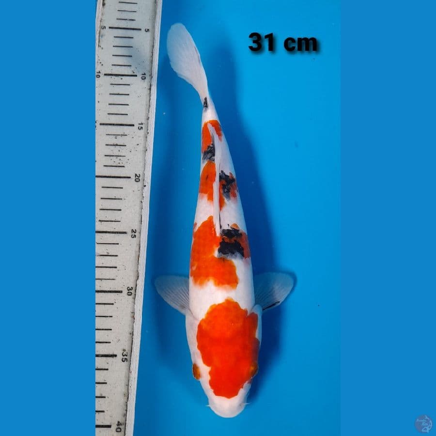 sanke 31 cm