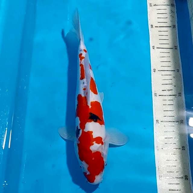 SANKE DOITSU 31 CM