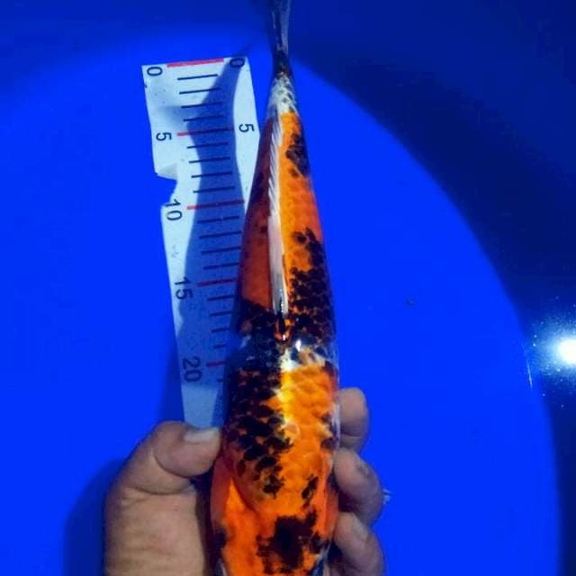 KIN SHOWA 35cm ( DAHI PENYOK)