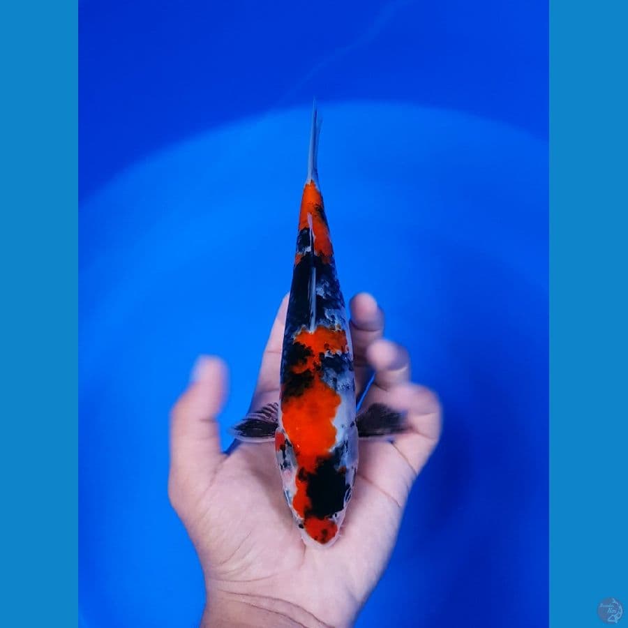 Showa Shansoku 23cm