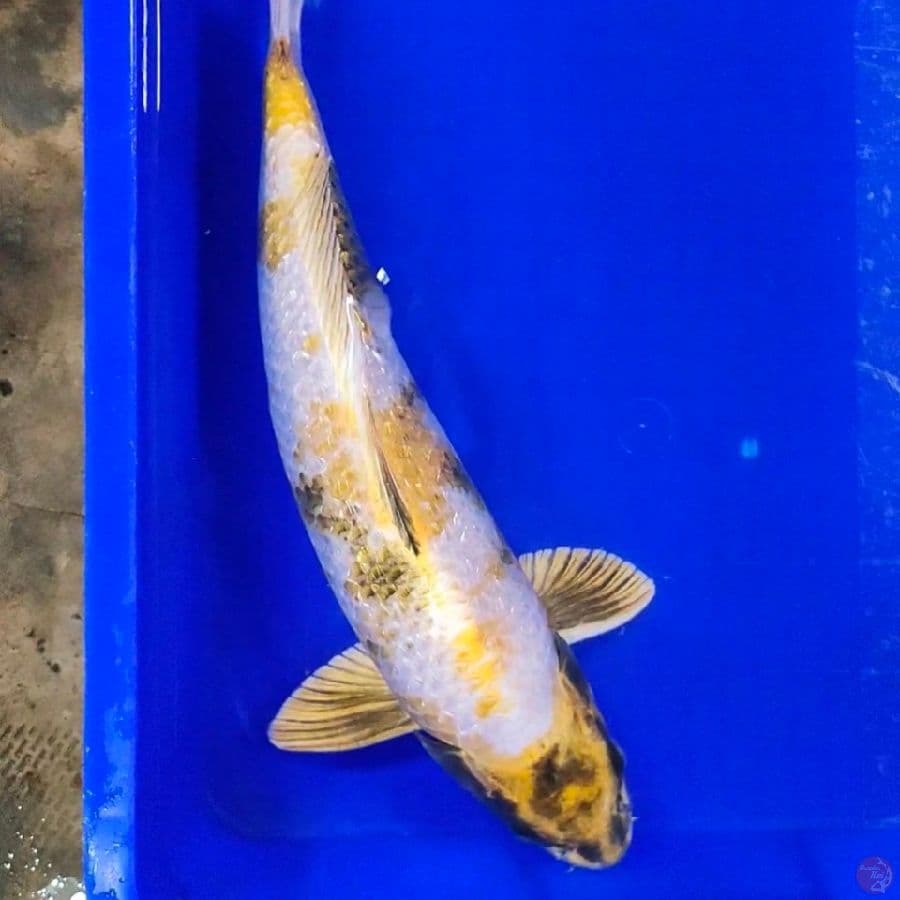 kin showa gindrin 45cm