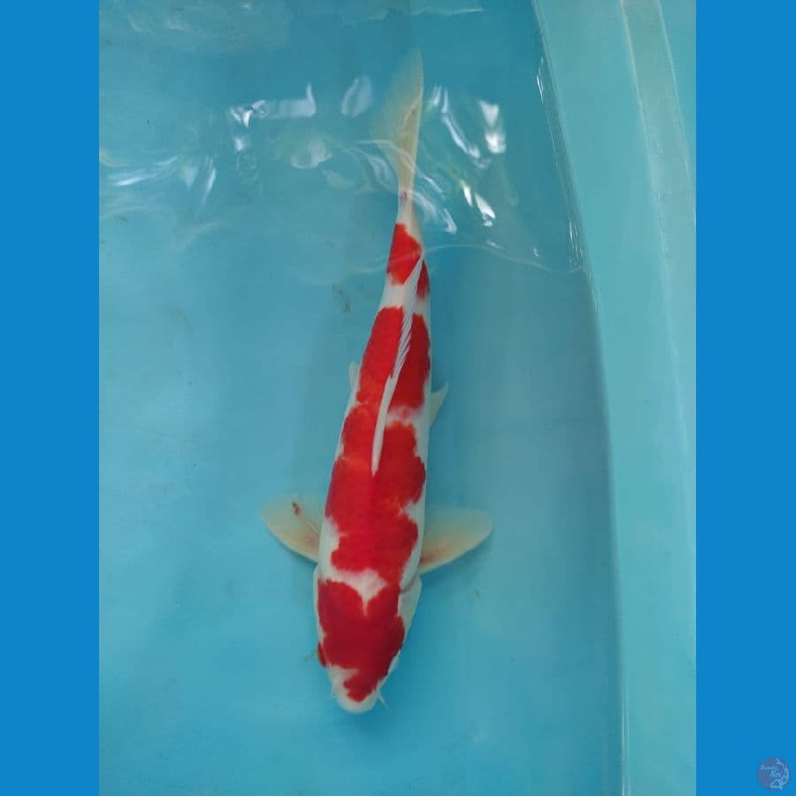 kohaku 33cm