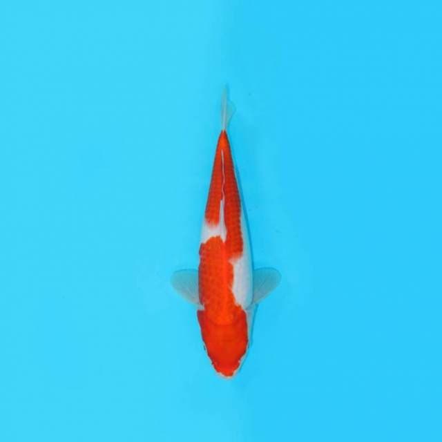 30CM - KOHAKU
