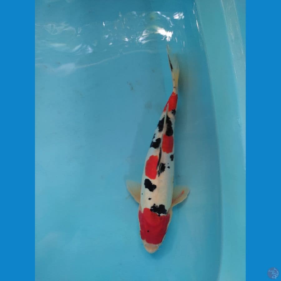 sanke doitsu 34 cm male