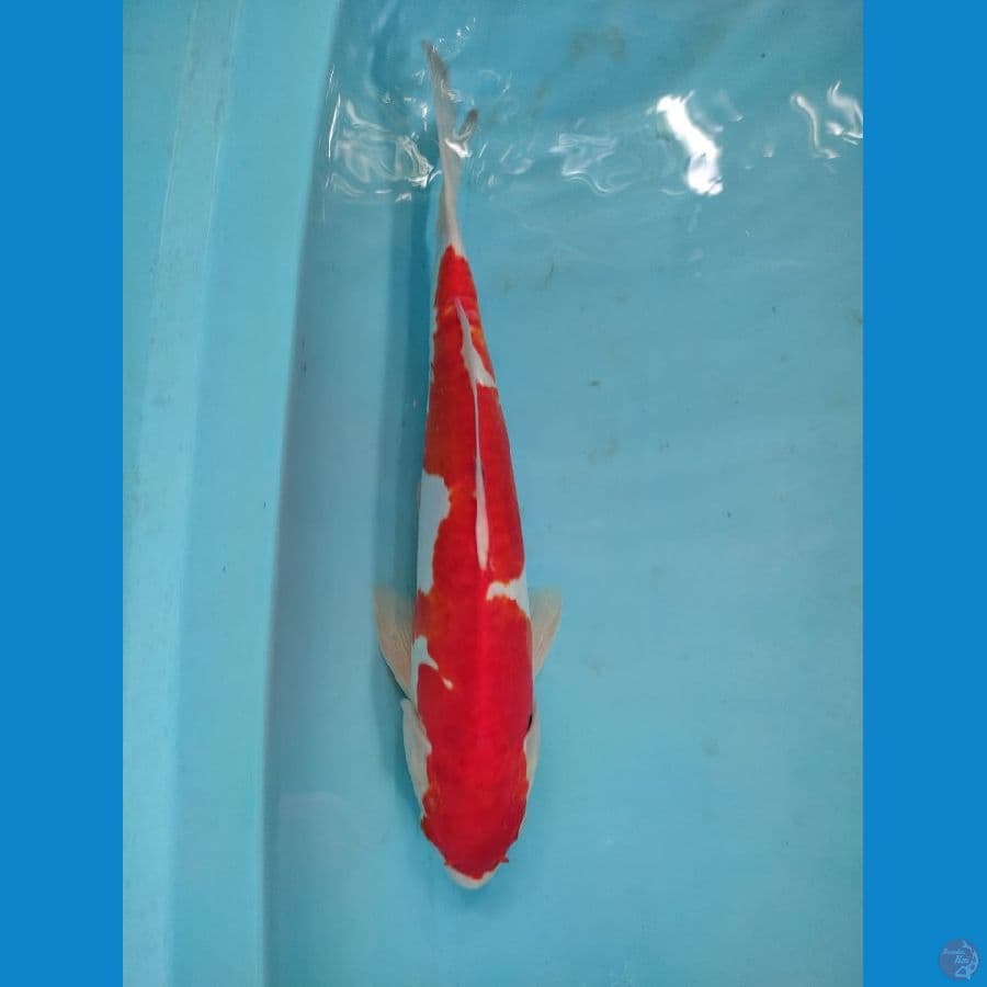kohaku doitsu 34cm male