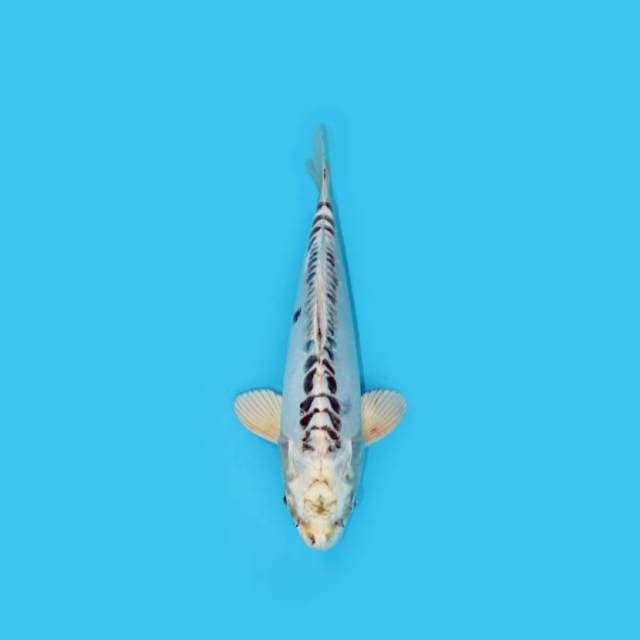 28CM - KAWARIMONO