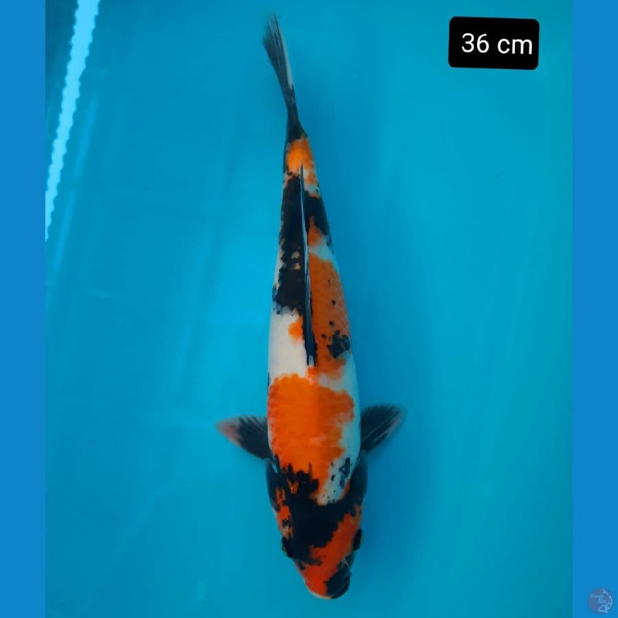 showa 36 cm