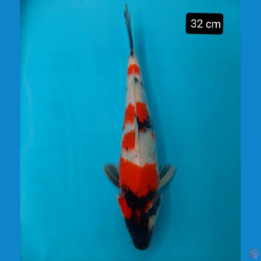 showa 32 cm