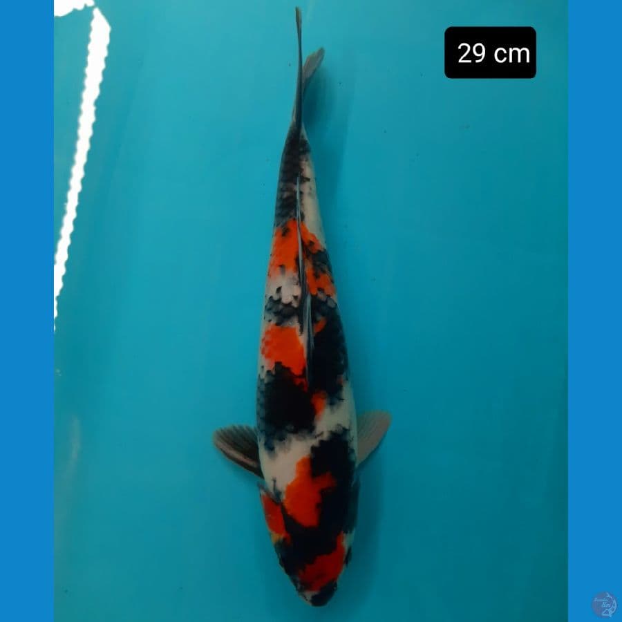 showa 29 cm