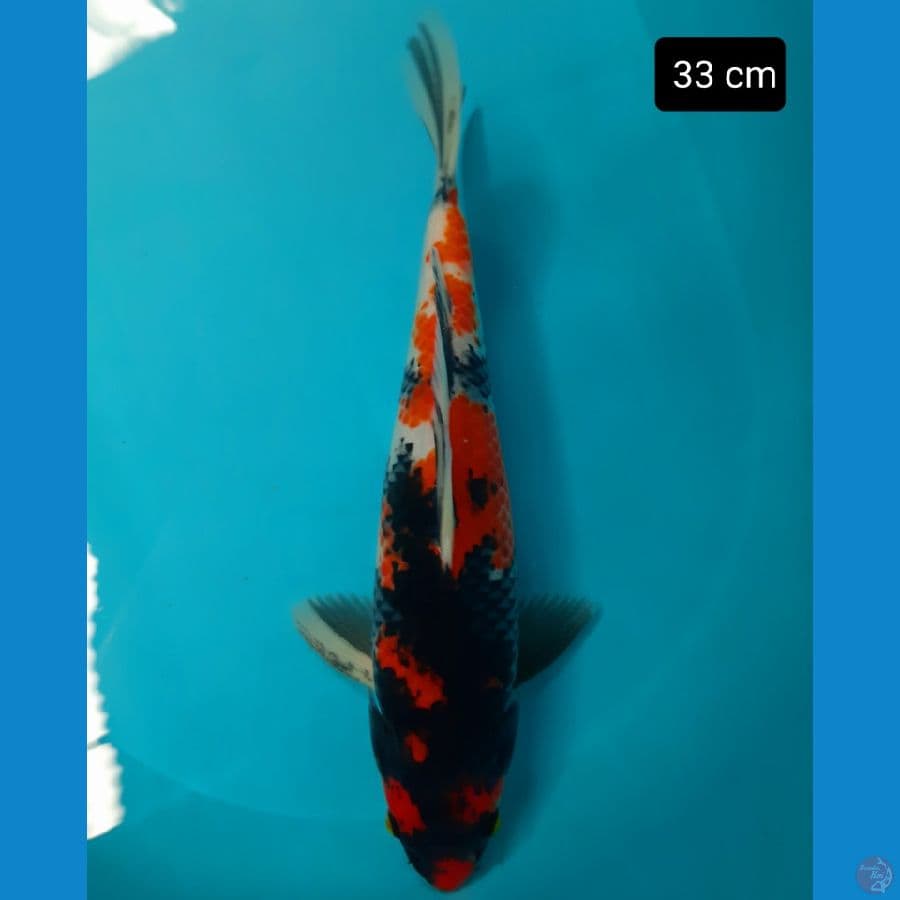 showa 33 cm