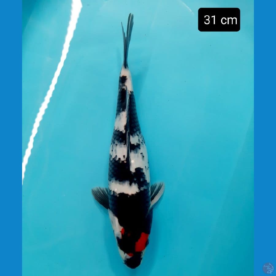 tancho showa 31 cm
