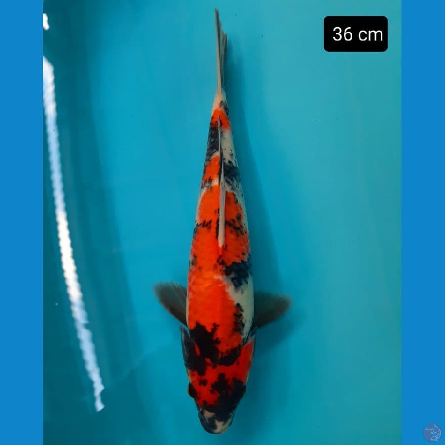 showa 36 cm