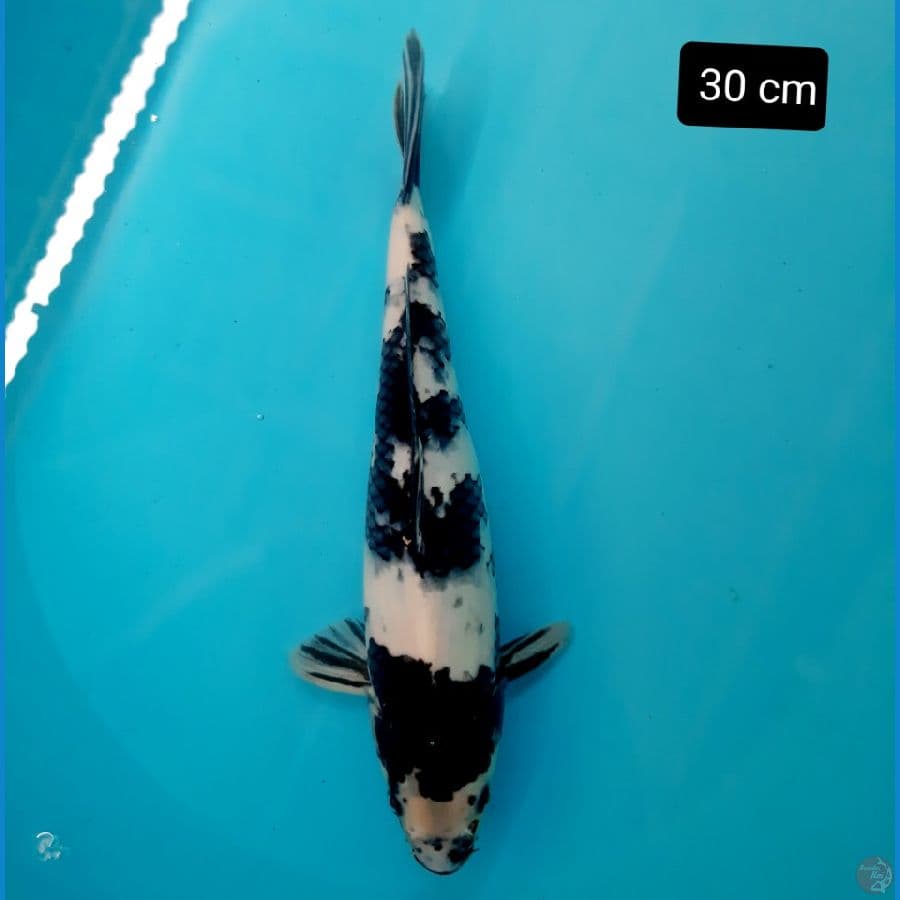 shiro 31 cm