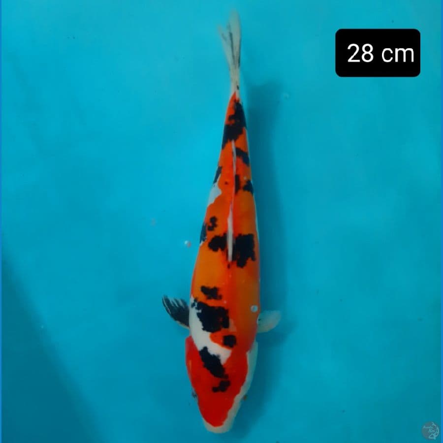 showa doit 28 cm