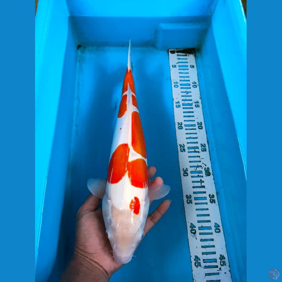 KOHAKU DOIDSU 41CM