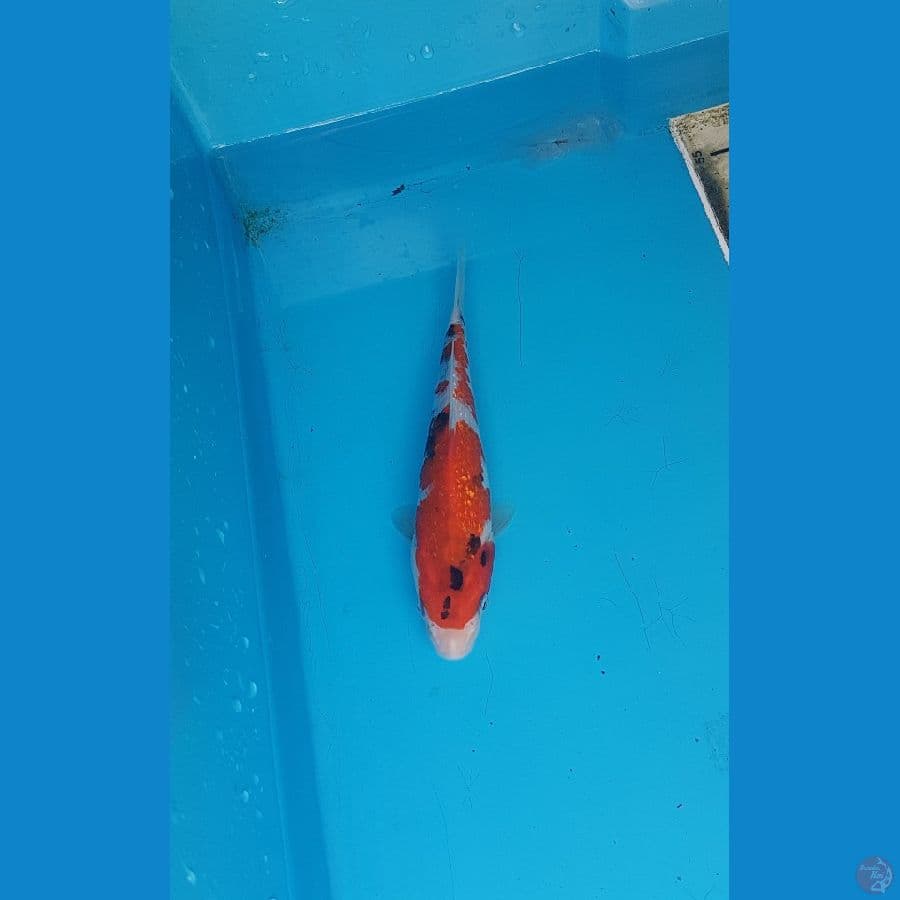showa ginrin 19cm