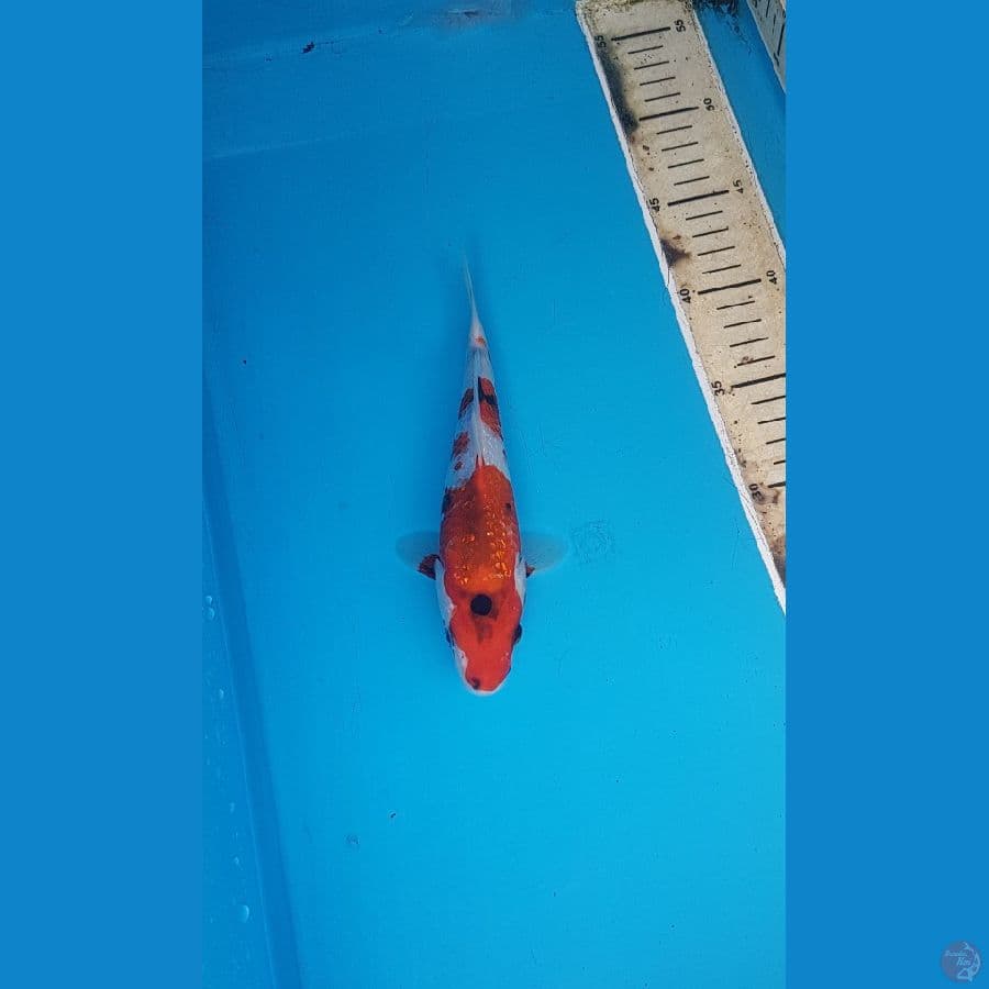 showa ginrin 19cm