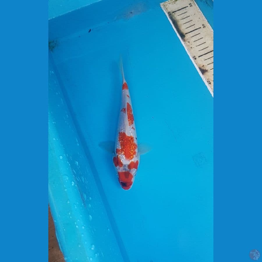 showa ginrin 21cm