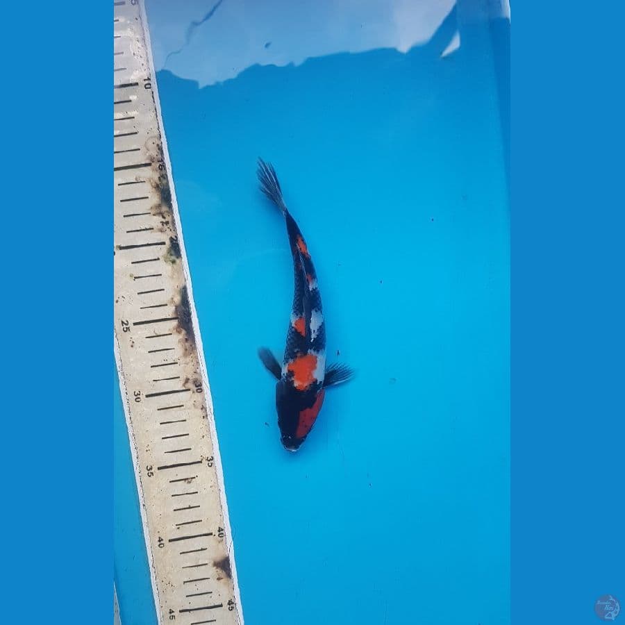 showa 19cm