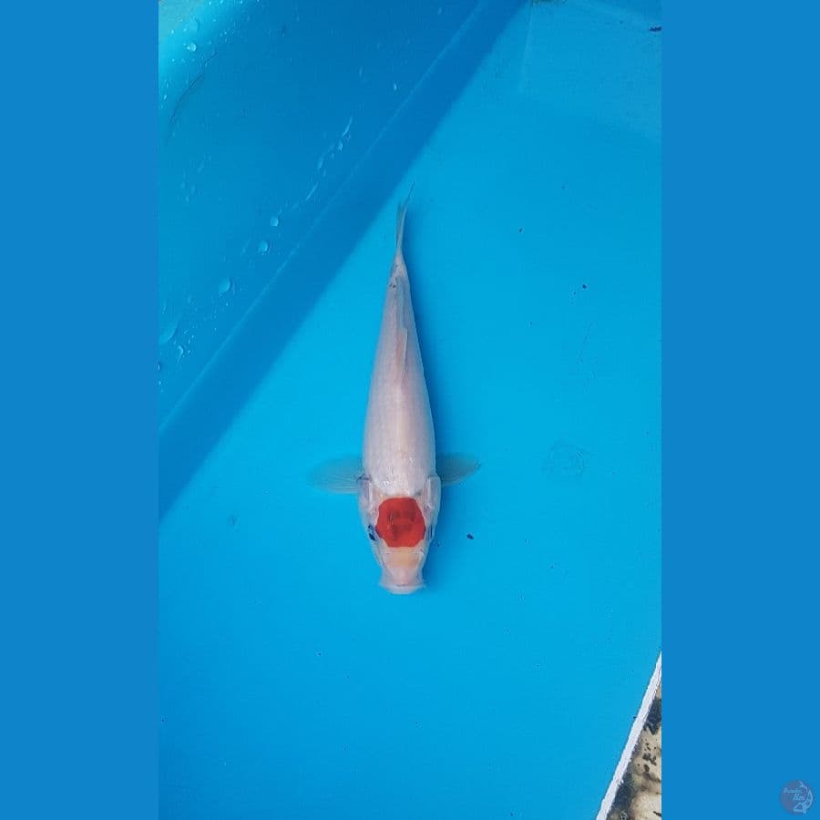 tancho showa tategoi 21cm