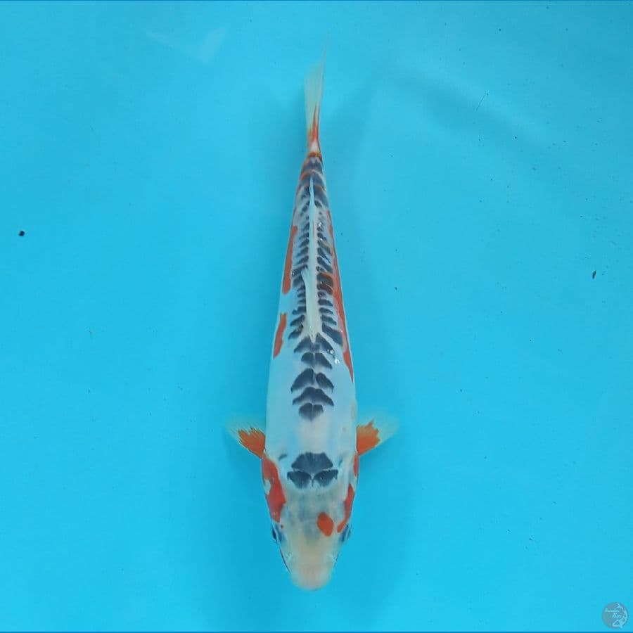 HANA SHUSUI