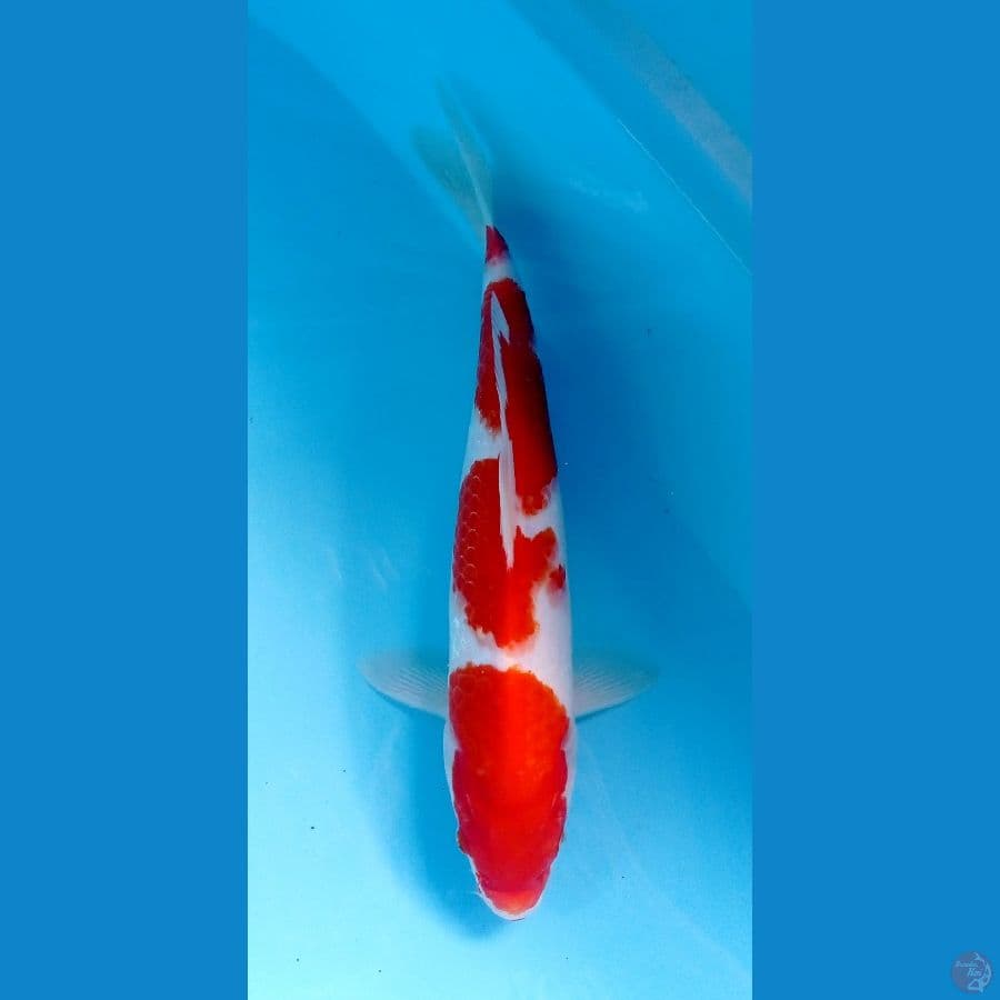 kohaku 29cm