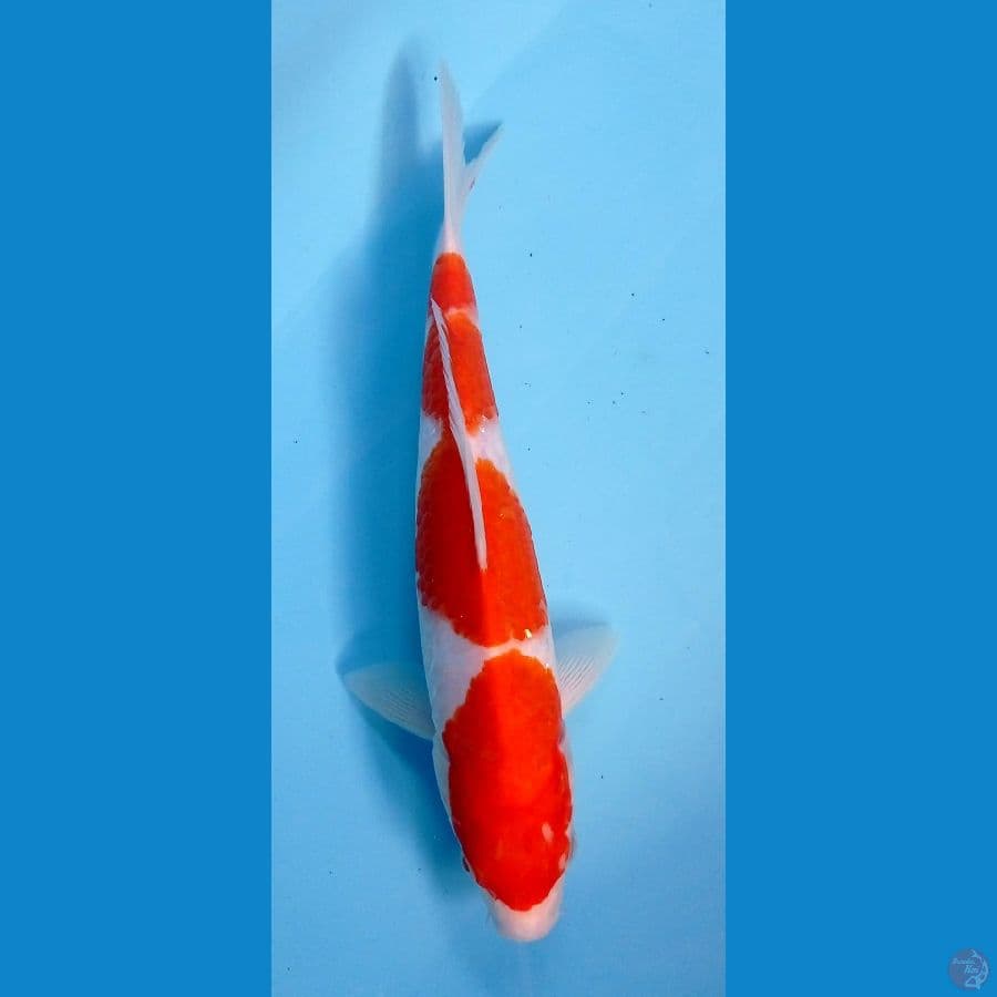 kohaku 26cm