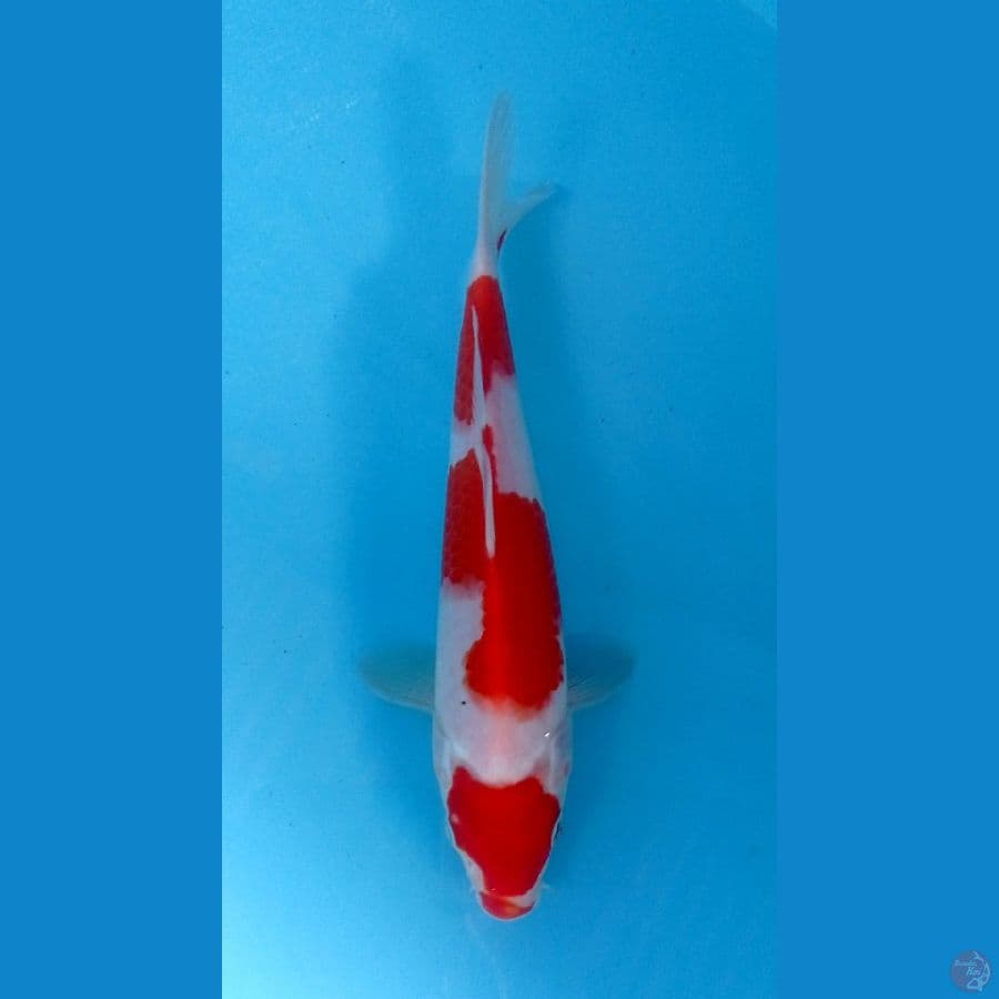 kohaku 21cm
