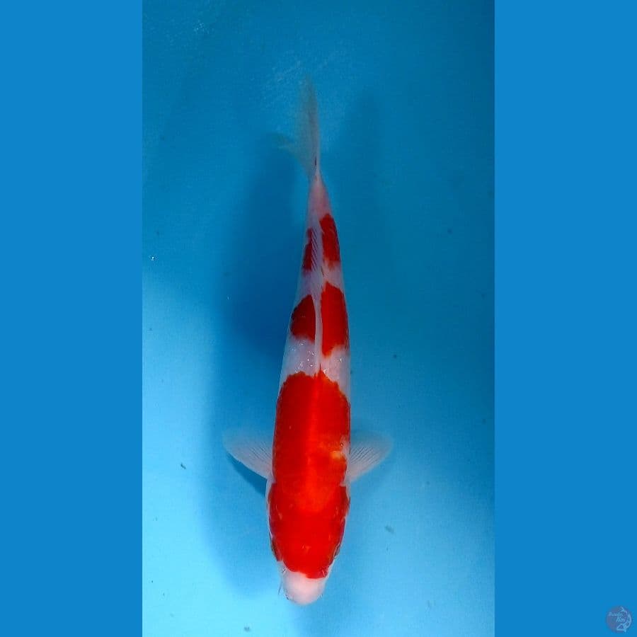 kohaku 21cm