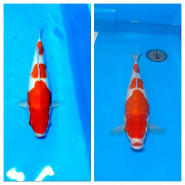 Kohaku 40cm colector item
