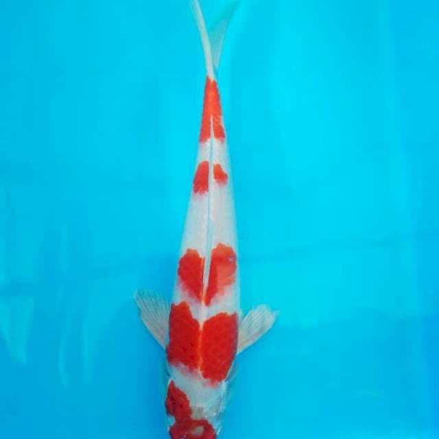 Kohaku hikari 38cm