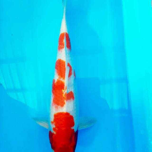 Kohaku hikari 38cm up