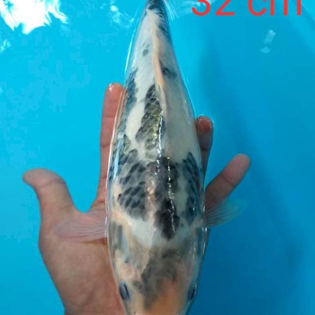 Shiro tategoi 32 cm