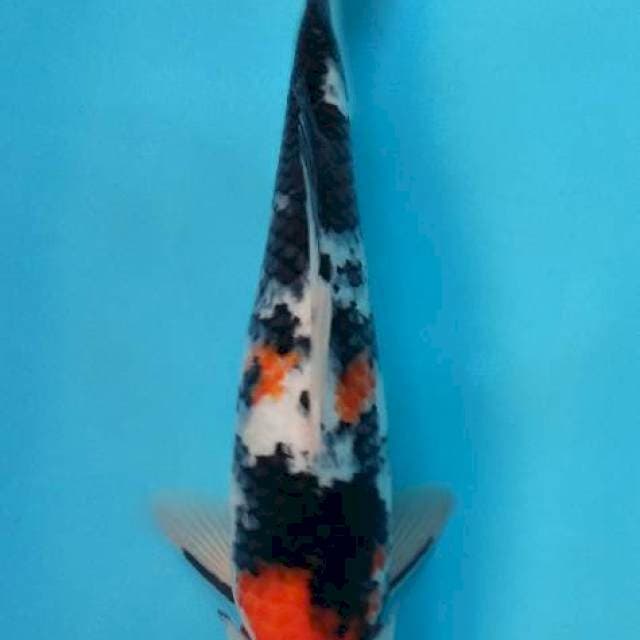 Showa 33 cm