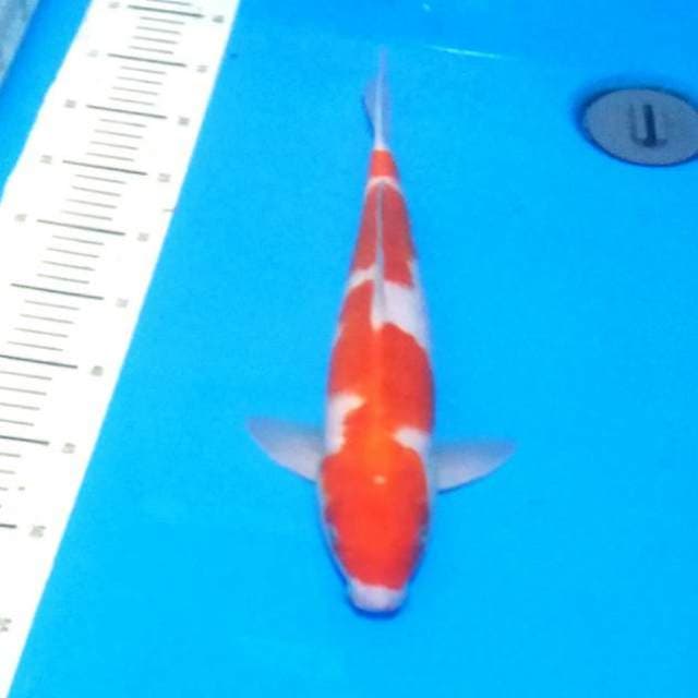 Inazuma kohaku 37cm