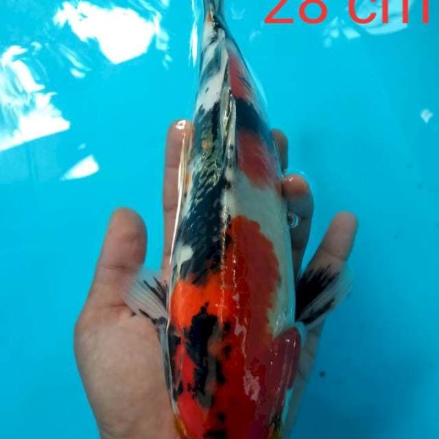 Showa calon jumbo 28 cm