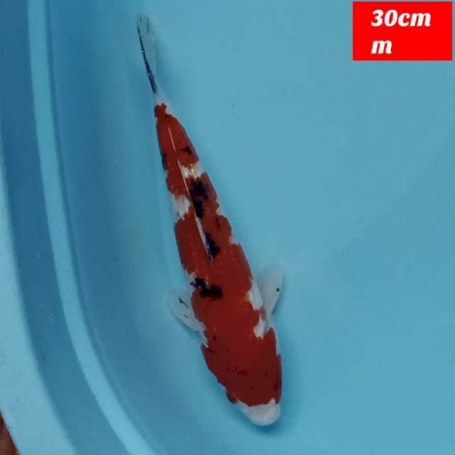 Sanke ginrin 30cm