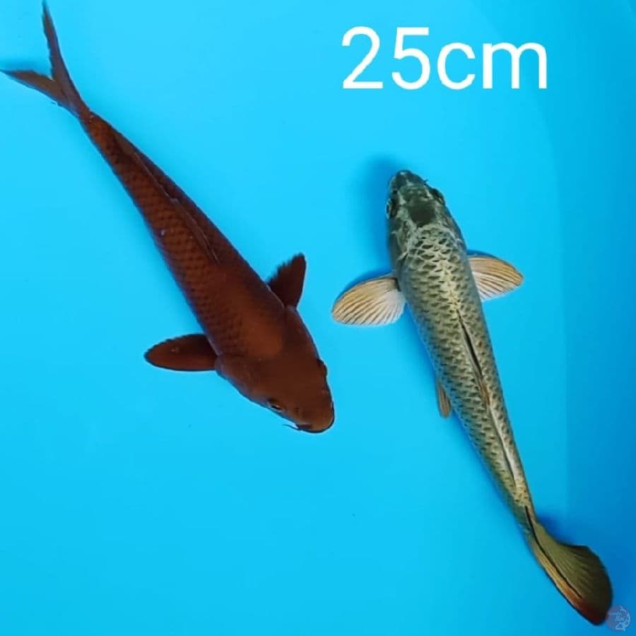 tembaga dan mukashi 25cm