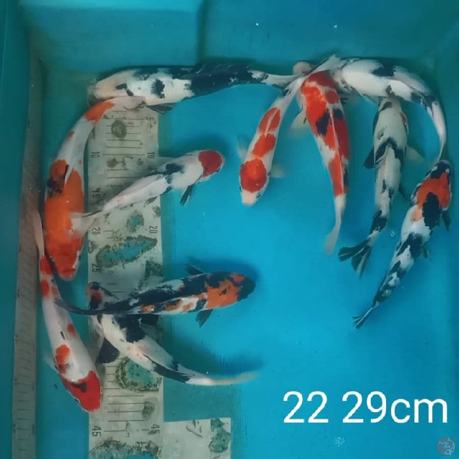 showa shiro 11 ekor 22-29cm