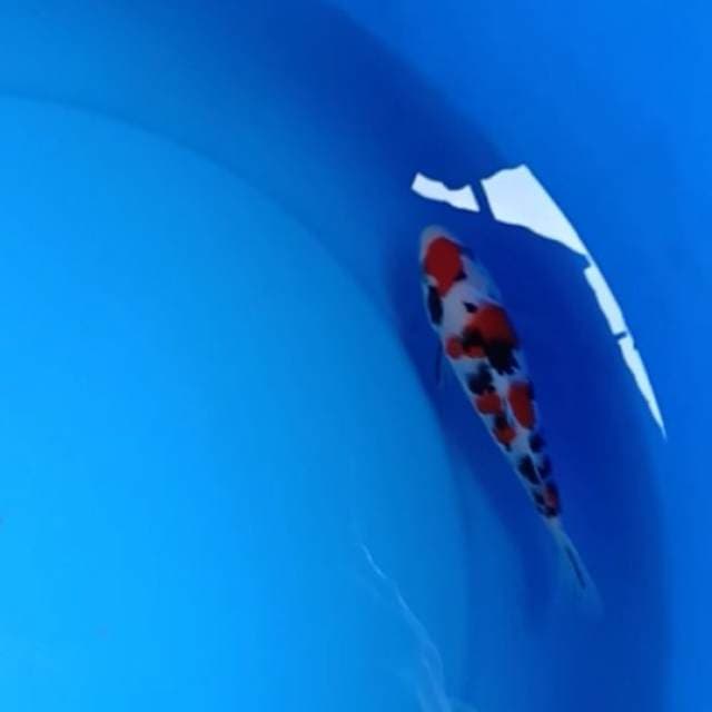 edisi jual ikan tmn sanke sisik siap show siap menang dimana aja 14cm