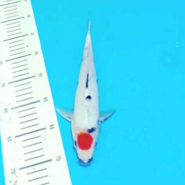 Tancho showa 29cm