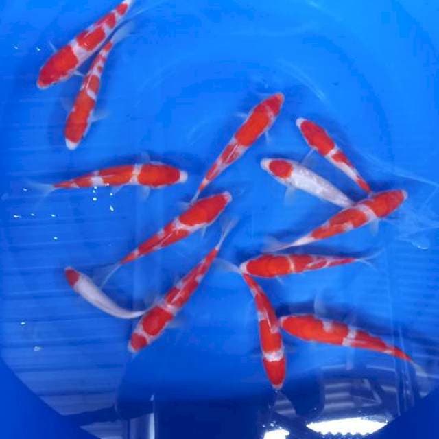 Minion kohaku 15-20cm 13 ekor