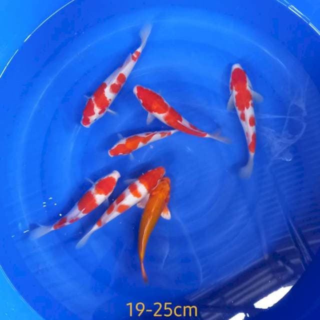 Koehaku ori,strong 19-25cm 7 ekor