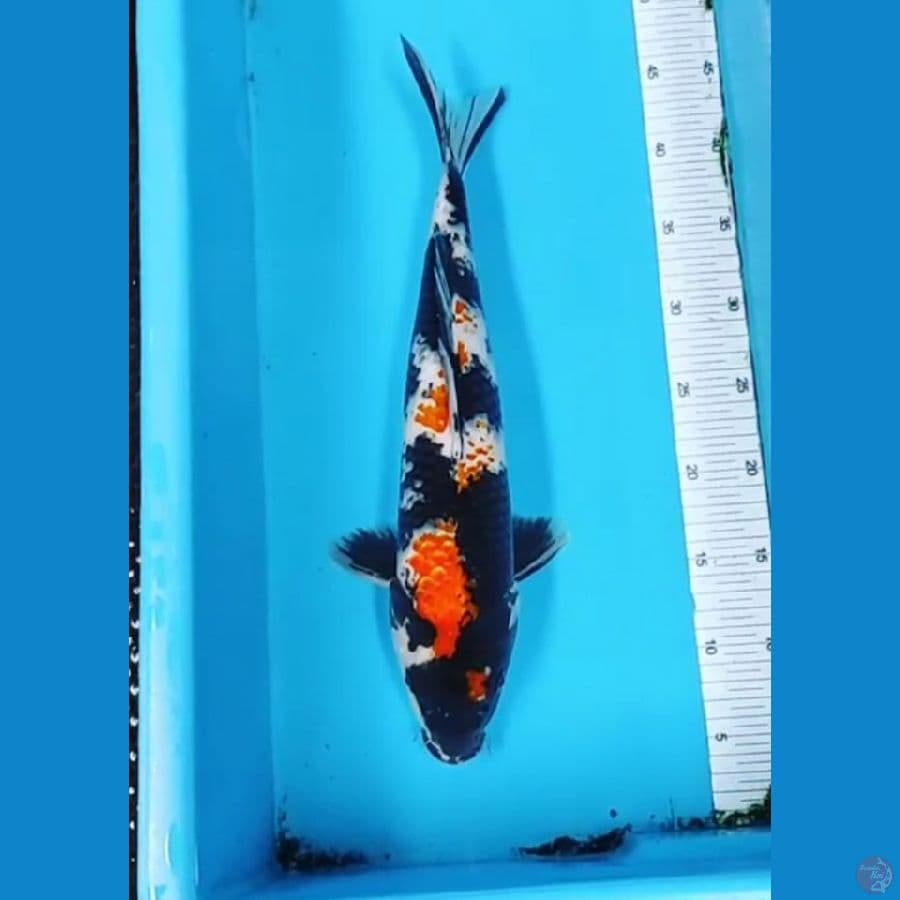 40 CM - KANOKO SHOWA