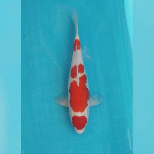 Kohaku maruten