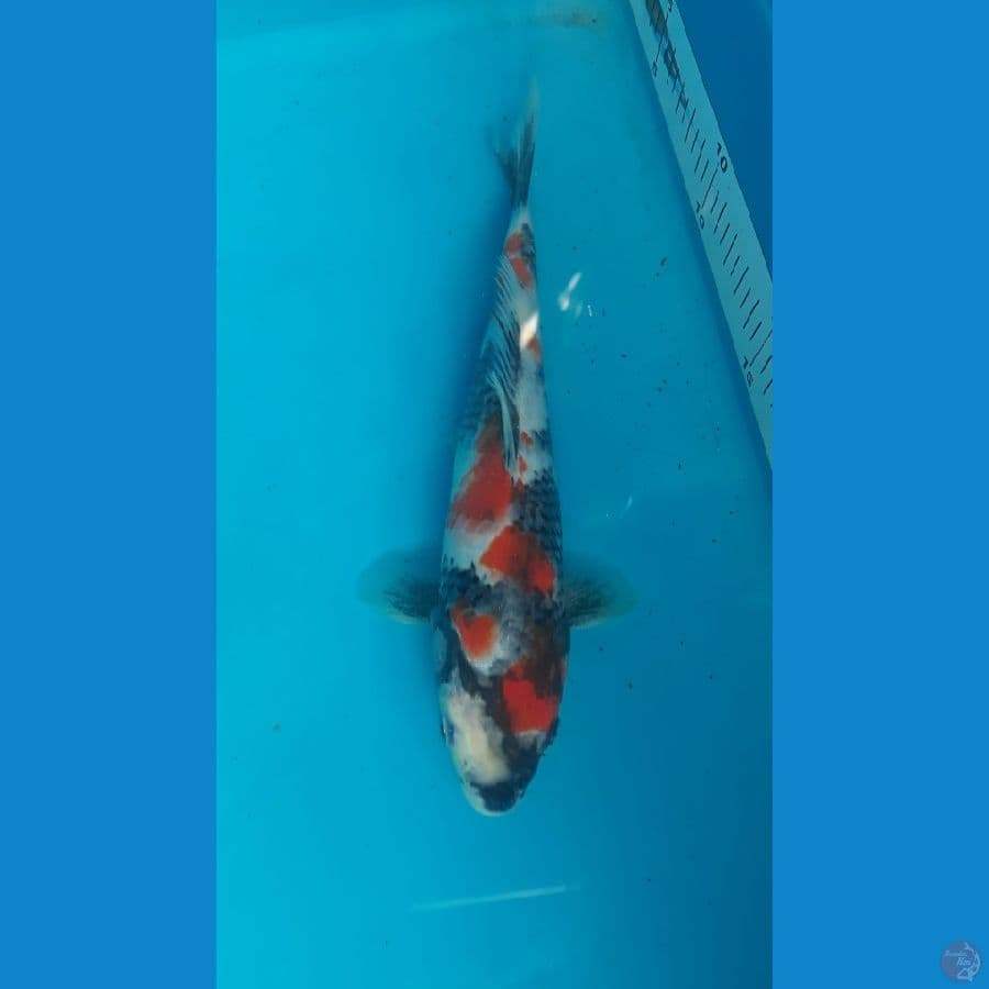 kindai showa male
